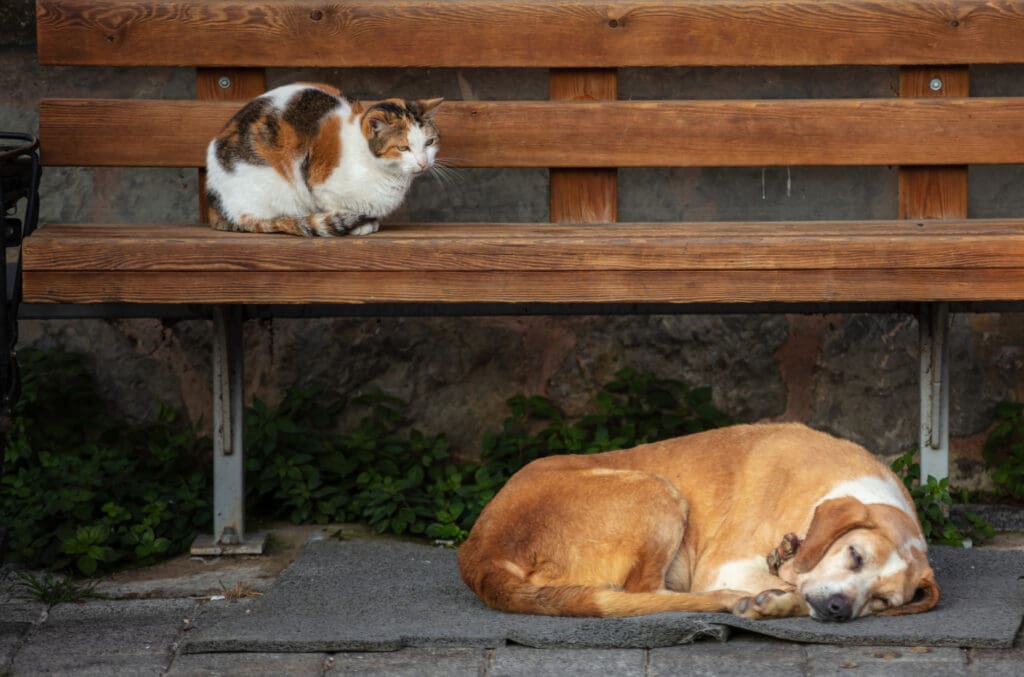 Stray cat and dog sleeping near bench together