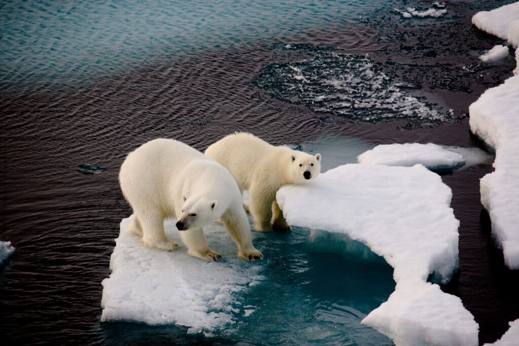 Two polar bears on shrinking iceberg surrounded by water